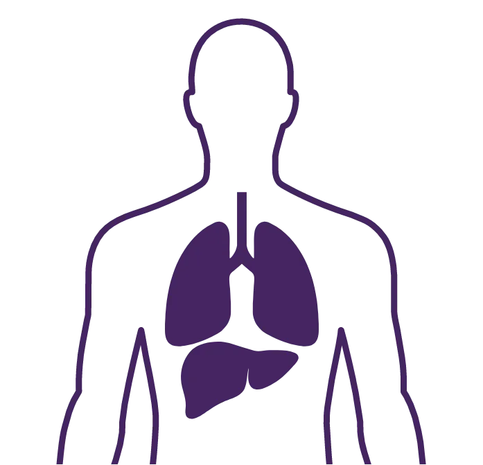 Illustration of a human body highlighting the lungs and liver